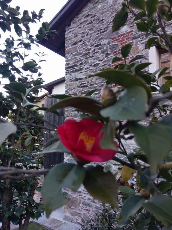 Corte Delle Camelie Gambarogno ภายนอก รูปภาพ